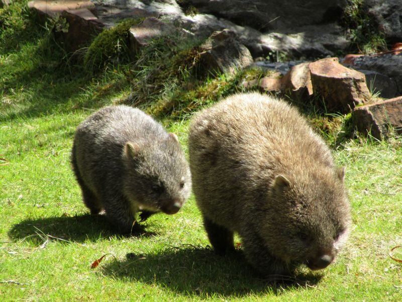 Cradle Mountain World Heritage Adventure Tour from Launceston - Wildlife is a bonus, not a booking guarantee