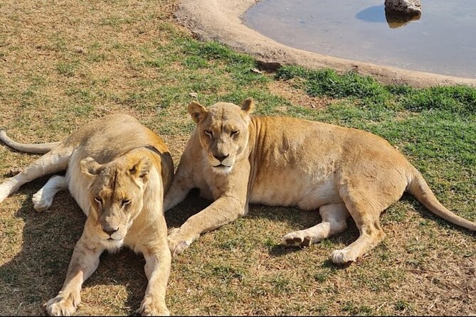 Cradle of Human Kind & Lion & Rhino Park Tour Full Day Tour Private - The Sum Up