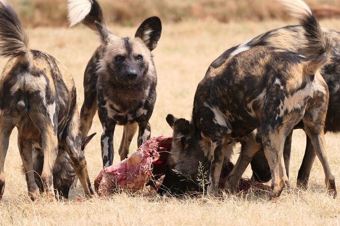 Cradle of Humankind, Caves or Maropeng, Rhino and Lion Park - Wildlife Encounters at Rhino and Lion Park