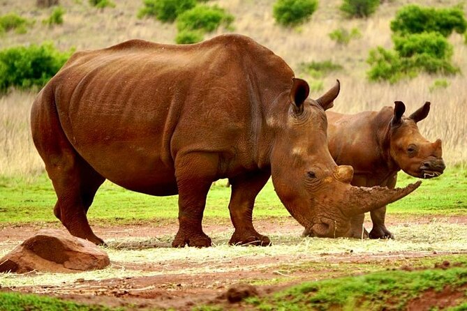 Cradle of Humankind, Caves or Maropeng, Rhino and Lion Park - Pricing and Availability Information