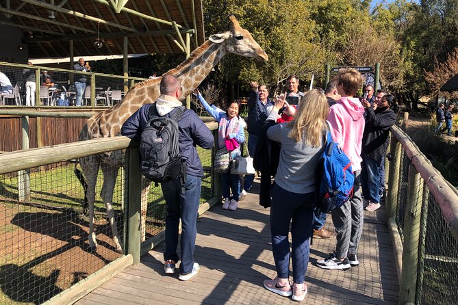 Cradle of Humankind Tour and a Lion Safari From Johannesburg - Pickup and Transportation