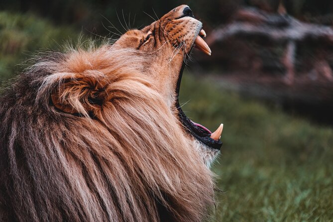 Cradle of Humankind Tour and a Lion Safari From Johannesburg - The Sum Up
