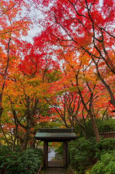 Craft Dining 2024 X Performing Arts in the MOA Museum - Dance Performance