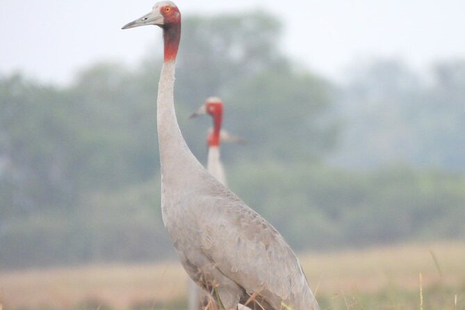 CRANES OF THE MEKONG by Discovery Center, Kep West - Inclusions and Meeting Points