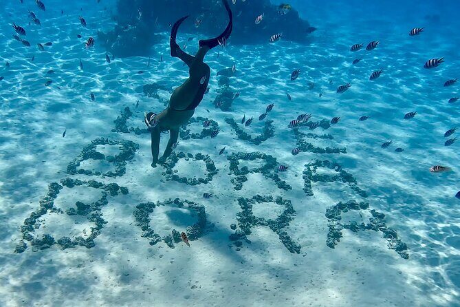 Crazyseahorseborabora Comfortable boat , sensational snorkeling . - Frequently Asked Questions