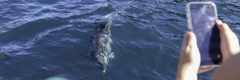 Cream Trip Super Cruise and Otehei Bay Tour from Bay of Islands - A full-day route through the Bay of Islands