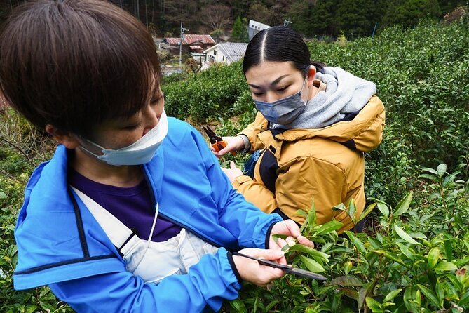 Create Autumn Tea in Wild West Tokyo - Whats Included