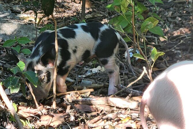 Create-Your-Own Luxury Adventure in Nassau with photographer - Is This Tour Worth the Price?