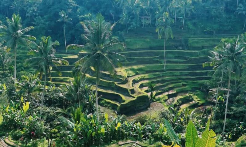 Create Your Own Ubud Itinerary  Private Tour - Good To Know