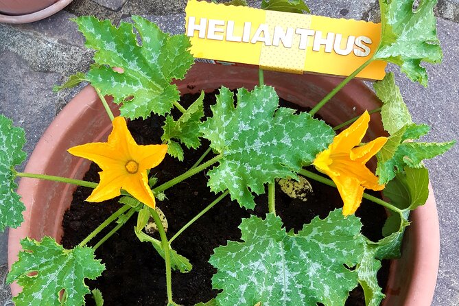 Creative Laboratory - Plants and Colours - Pricing and Cancellation Policy