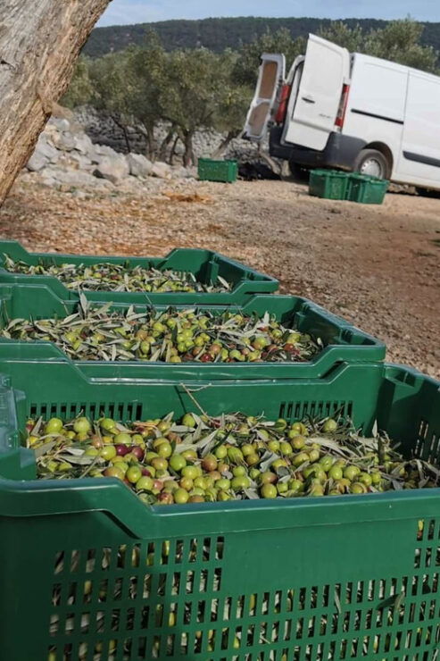 Cres Olive Harvest Tour - Good To Know