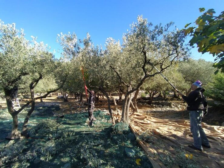 Cres Olive Harvest Tour - Experience Highlights
