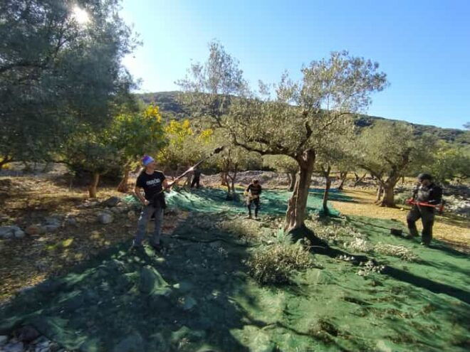 Cres Olive Harvest Tour - Inclusions