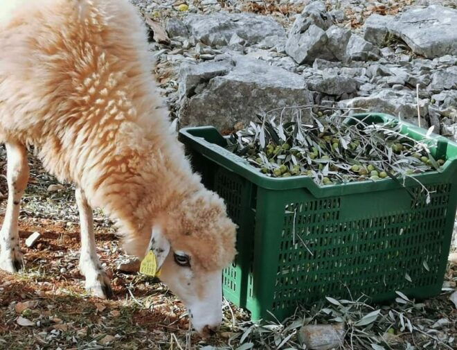 Cres Olive Harvest Tour - Important Information