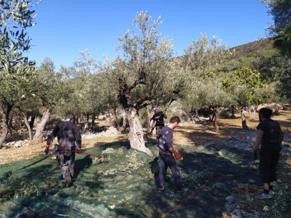 Cres Olive Harvest Tour - Pricing and Availability