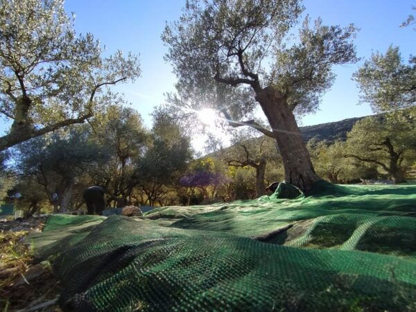 Cres Olive Harvest Tour - Olive Picking Experience