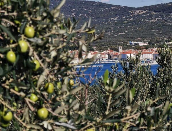 Cres Olive Harvest Tour - Guided Olive Grove Walk