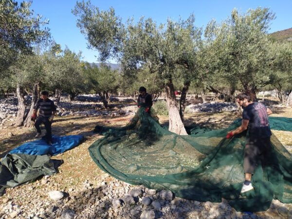 Cres Olive Harvest Tour - Frequently Asked Questions