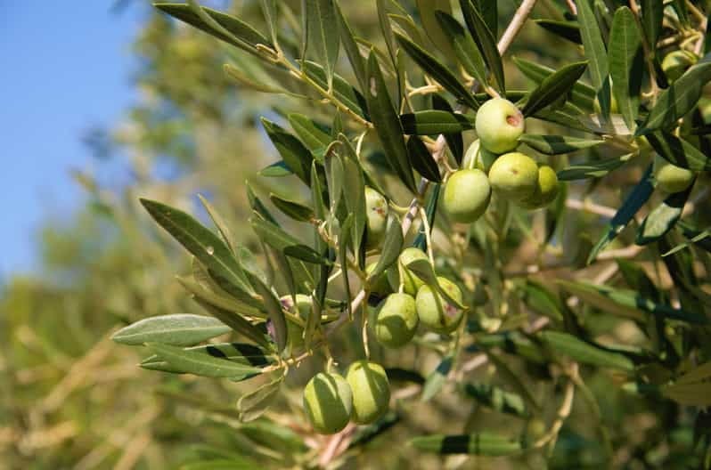 Cres: Olive Oil Walking Tour with Tastings - Good To Know  