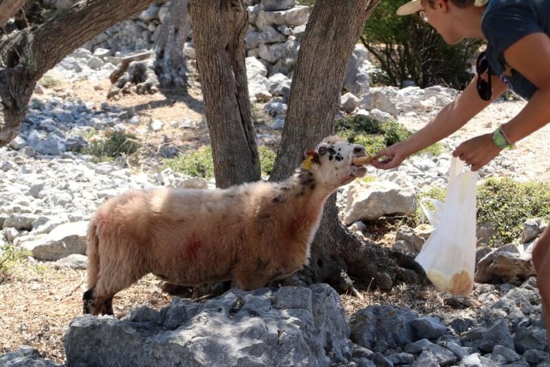 Cres: Olive Oil Walking Tour with Tastings - Authenticity and Local Flavor
