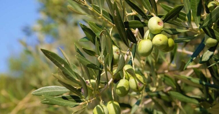 Cres: Olive Oil Walking Tour with Tastings - Who Will Appreciate This Tour?