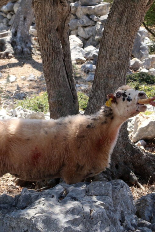Cres: Olive Oil Walking Tour with Tastings - FAQ