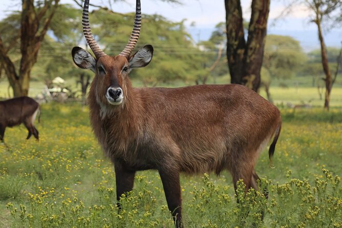 Crescent Island Game Sanctuary Day Tour From Nairobi - Price and Booking