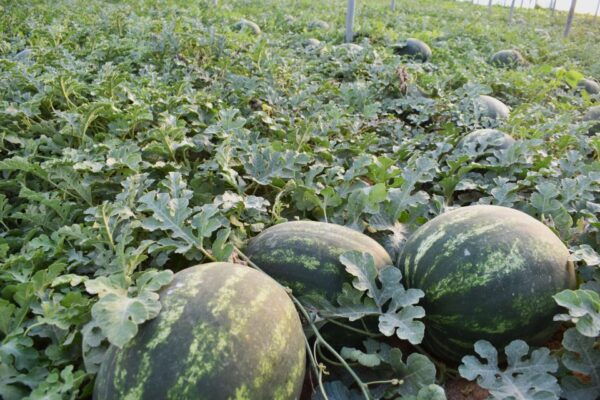 Cretan Farm Tour With Cheese-Making & Food Picnic - Frequently Asked Questions