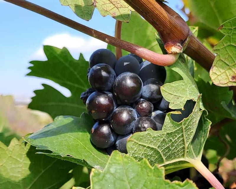 Crete: 2 Wineries Tour with Wine Tasting & Lunch - Experience Highlights and Practical Details