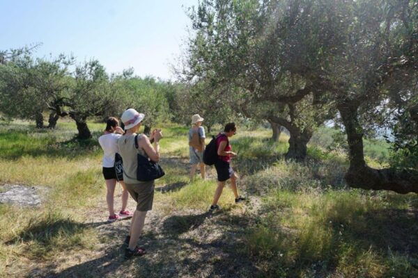 Crete: Cooking Class, Meal & Olive Oil Tasting at a Mill - The Sum Up