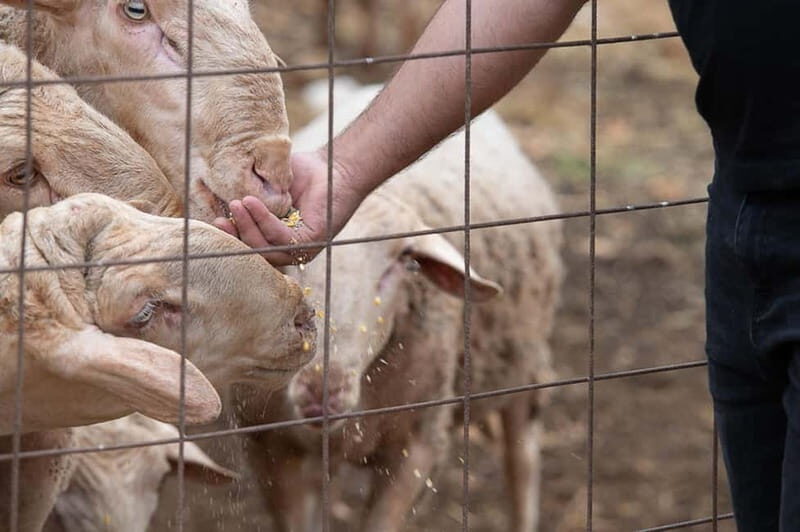 Crete: Farm Visit with Cheese Tasting and Milking Experience - FAQs