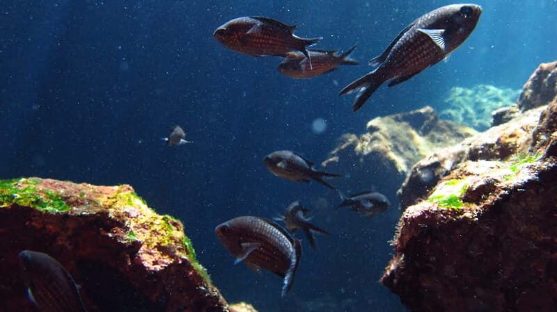 Crete: Guided Diving Experience for Certified Divers - Equipment and Logistics