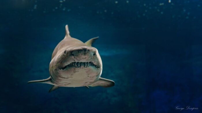 Crete: Heraklion Center, Local Market and Creta Aquarium - FAQ