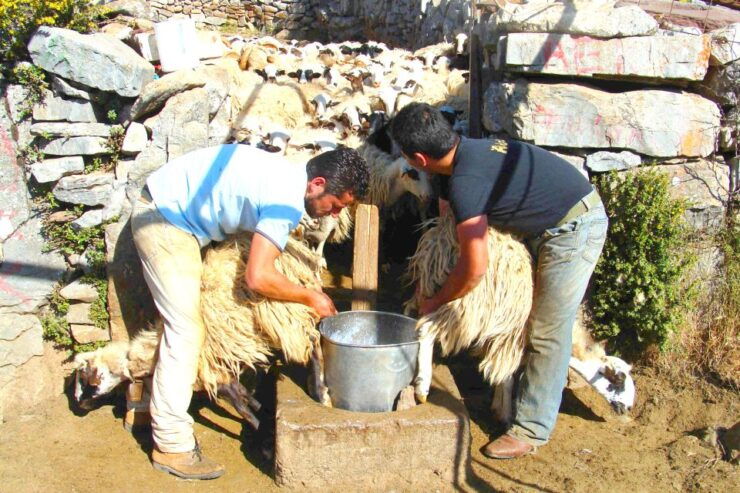 Crete: Jeep Safari, Mountains, Goat-Keeping & Cheese Making - Good To Know