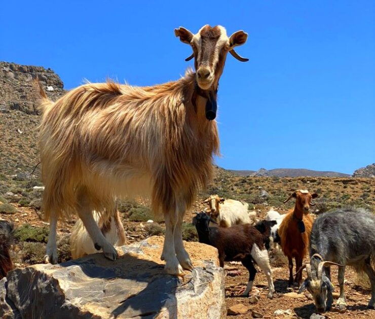 Crete: Jeep Safari, Mountains, Goat-Keeping & Cheese Making - Activity Details
