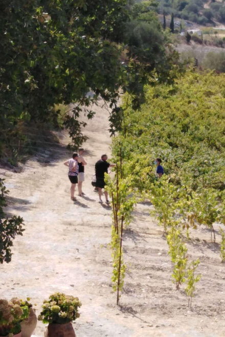 Crete: Kourkoulou Winery Tour & Cooking Classes - Tour Highlights