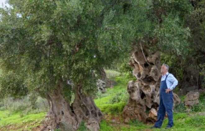Crete: Lasithi Plateau, Zeus Cave and Olive Oil Farm Visit - Historical Importance