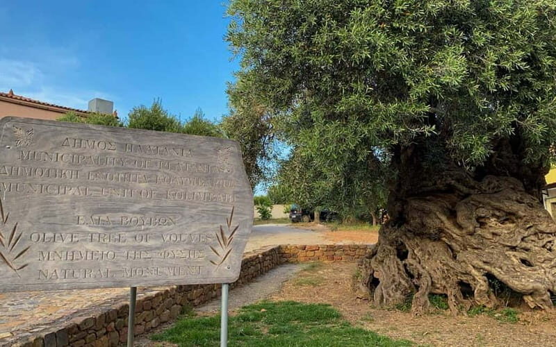 Crete: Local Wine Tasting & Visit to the Ancient Olive Tree - The Sum Up