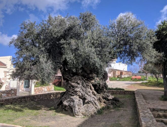 Crete: Melidoni Cave, Honey, Olive Oil & Reptisland - Visit Reptisland