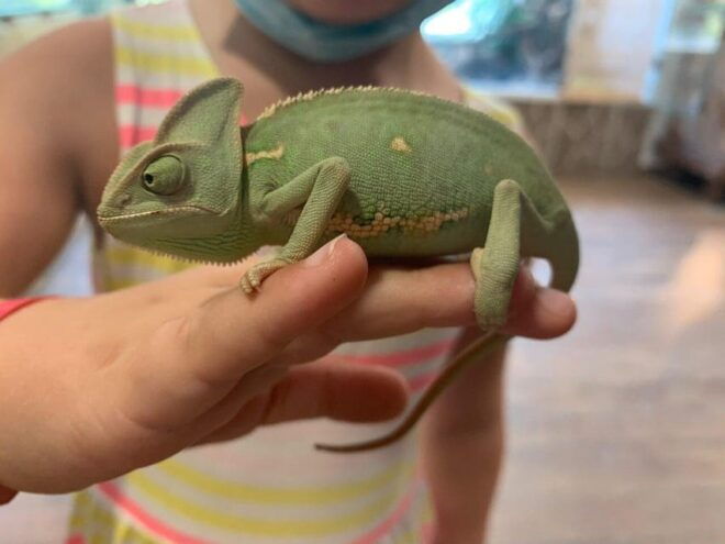 Crete: Melidoni Cave, Honey, Olive Oil & Reptisland - Experience Traditional Olive Oil