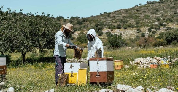 Crete: Melidoni Cave, Honey, Olive Oil & Reptisland - Tour Logistics and Details