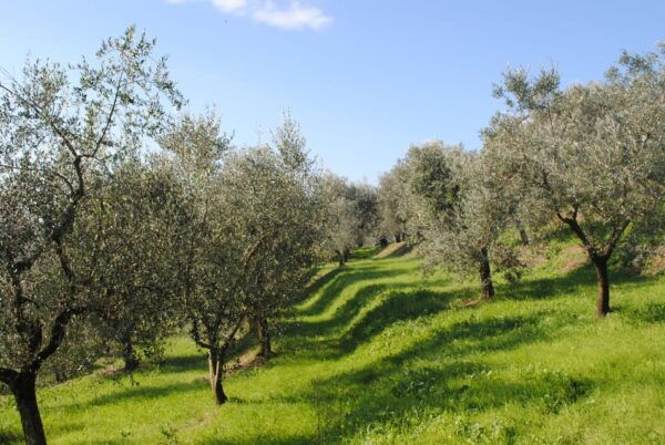 Crete: Melidoni Cave, Honey, Olive Oil & Reptisland - Frequently Asked Questions