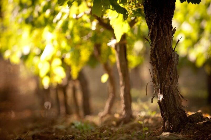 Crete: Olive, Wine, & Raki on a Flavorful Culinary Journey - Good To Know