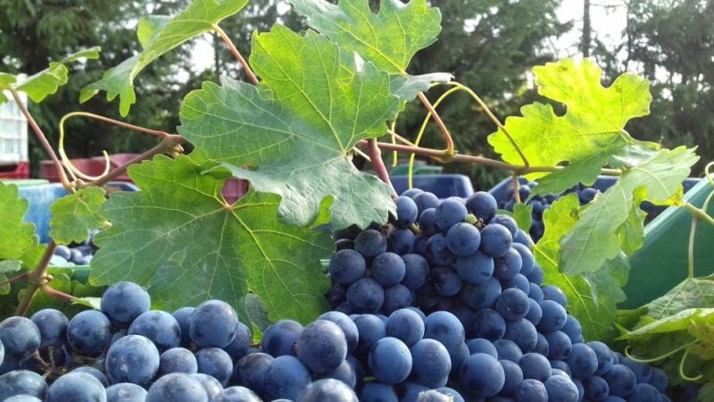 Crete: Olive, Wine, & Raki on a Flavorful Culinary Journey - Who Will Love This Tour?