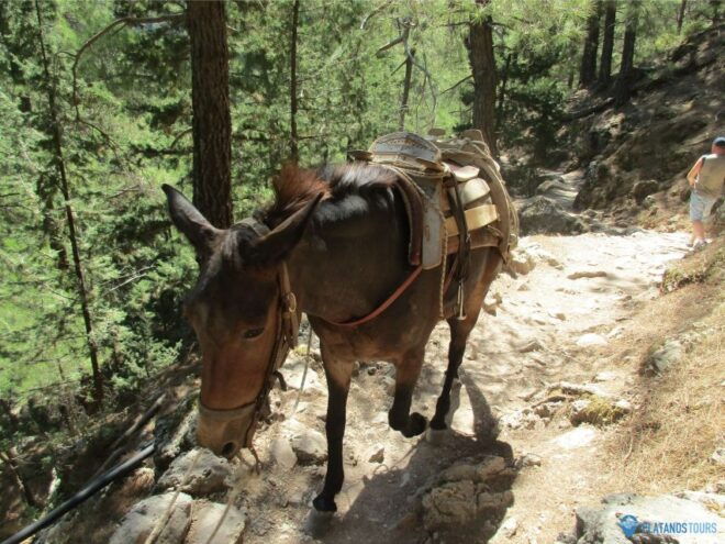 Crete: Private Guided Trek to Samaria Gorge With Transfer - Full Description