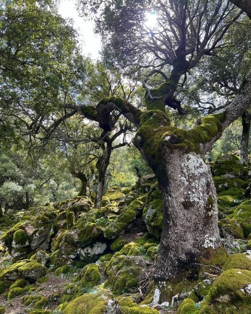 Crete: Sarakina Gorge, Forests, and South Coast Safari - Tour Highlights