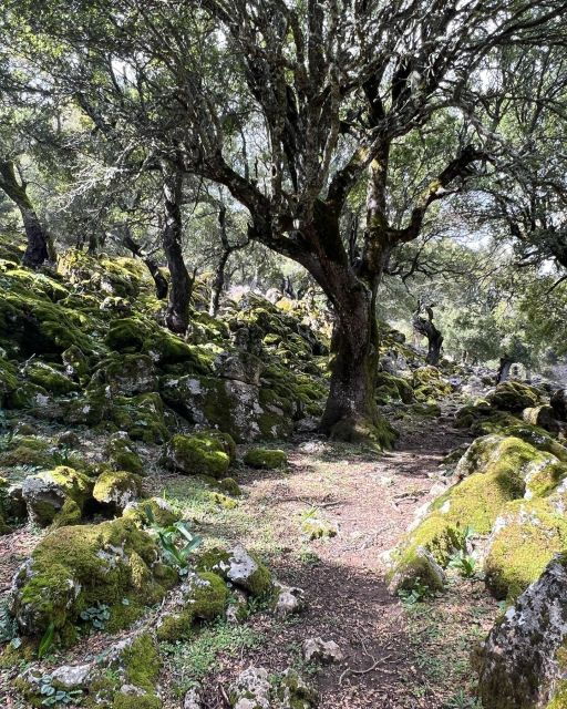 Crete: Sarakina Gorge, Forests, and South Coast Safari - Booking Information