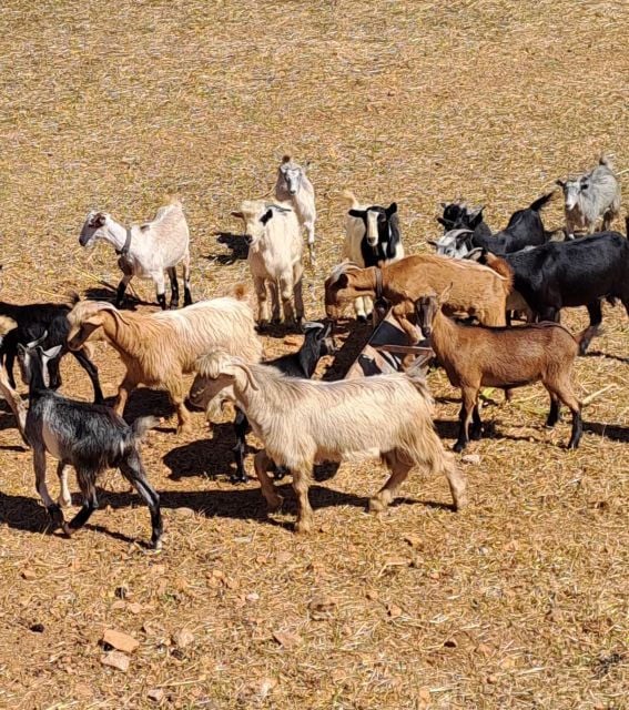 Crete: Shepherd'S Life & Psiloritis Mountain Tour With Meal - Good To Know
