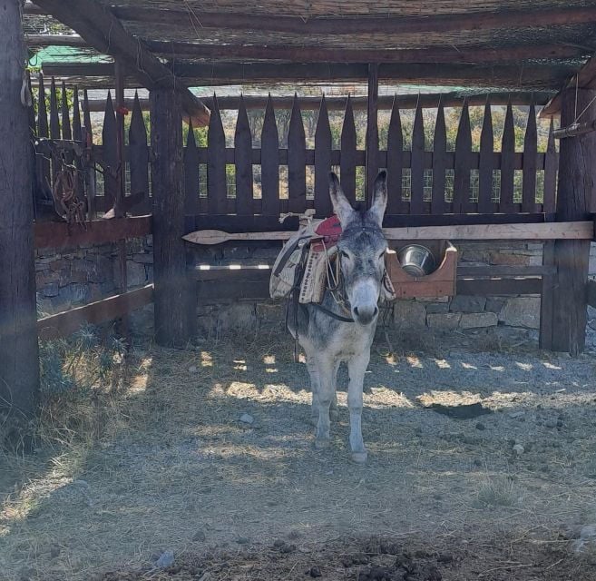 Crete: Shepherd'S Life & Psiloritis Mountain Tour With Meal - Customer Reviews