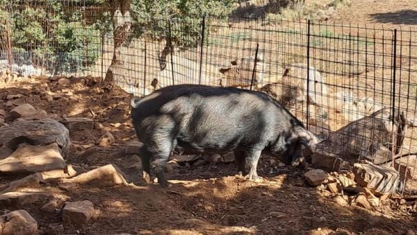 Crete: Shepherd'S Life & Psiloritis Mountain Tour With Meal - Frequently Asked Questions